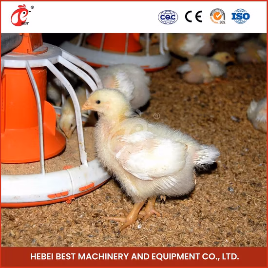 Automatic Feeding System / Custom